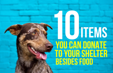 Top 10 Items to donate to your animal shelter | Sioux Falls Area Humane  Society